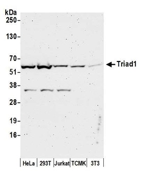 Rabbit Triad1 Antibody