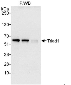 Rabbit Triad1 Antibody