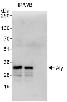 Rabbit Aly Antibody