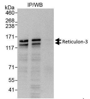 Rabbit Reticulon-3 Antibody