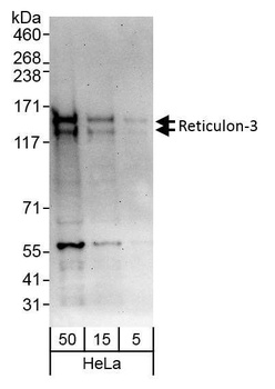 Rabbit Reticulon-3 Antibody