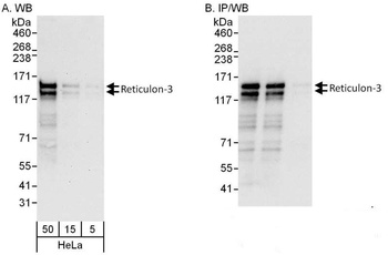 Rabbit Reticulon-3 Antibody