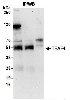 Rabbit TRAF4 Antibody