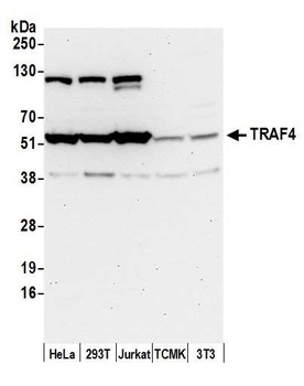 Rabbit TRAF4 Antibody