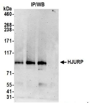 Rabbit HJURP Antibody