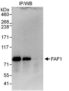 Rabbit FAF1 Antibody