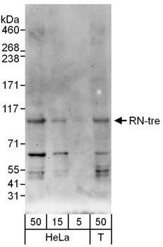 Rabbit RN-tre Antibody
