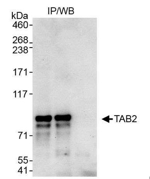 Rabbit anti-TAB2 Antibody