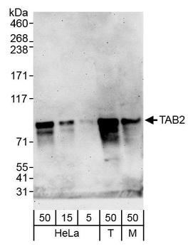 Rabbit anti-TAB2 Antibody