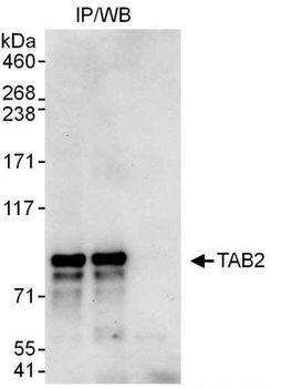 Rabbit anti-TAB2 Antibody