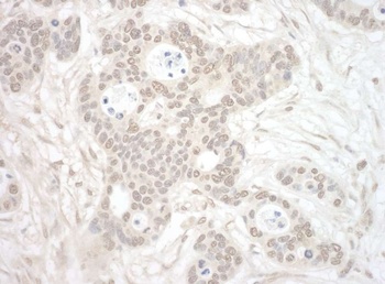 Rabbit ORC3 Antibody