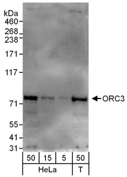 Rabbit ORC3 Antibody