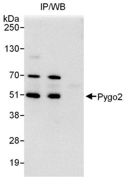 Rabbit Pygo2 Antibody