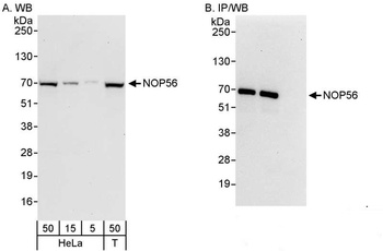Rabbit NOP56 Antibody