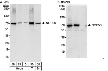 Rabbit NOP56 Antibody