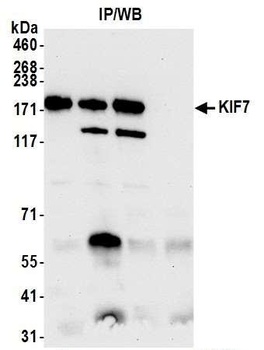 Rabbit KIF7 Antibody