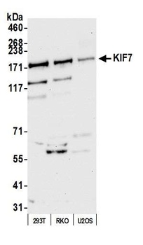 Rabbit KIF7 Antibody