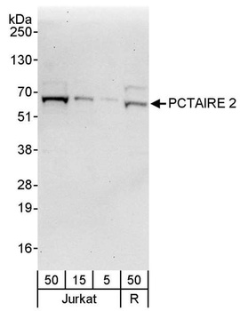 Rabbit PCTAIRE 2 Antibody
