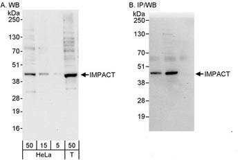 Rabbit IMPACT Antibody