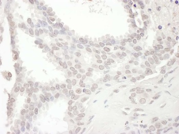 Rabbit anti-SPIN90 Antibody