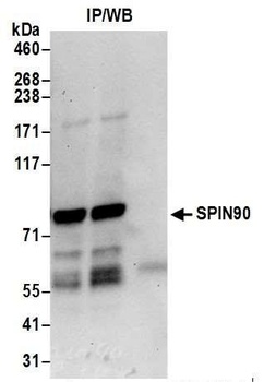 Rabbit anti-SPIN90 Antibody