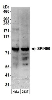 Rabbit anti-SPIN90 Antibody