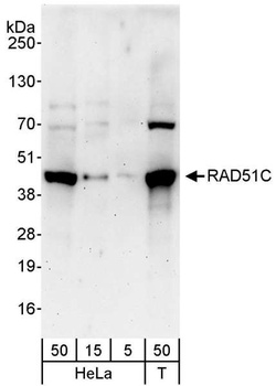 Rabbit RAD51C Antibody