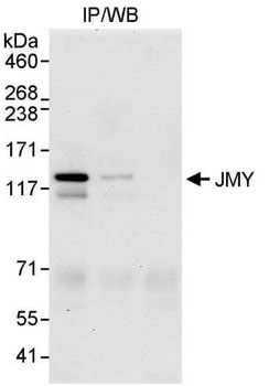 Rabbit JMY Antibody