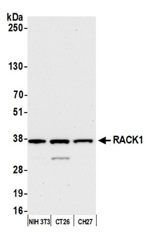 Rabbit anti-RACK1 Antibody