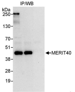 Rabbit MERIT40 Antibody
