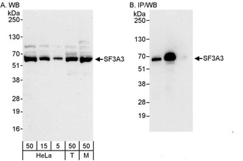 Rabbit anti-SF3A3 Antibody