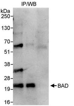 Rabbit BAD Antibody