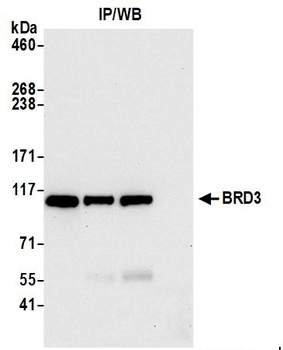 Rabbit BRD3 Antibody