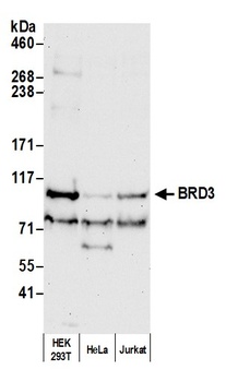 Rabbit BRD3 Antibody