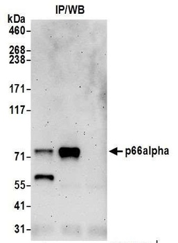 Rabbit p66alpha Antibody