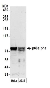 Rabbit p66alpha Antibody