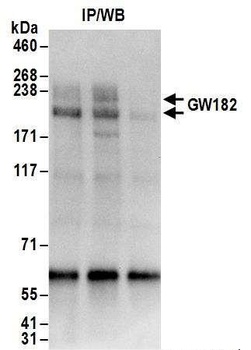 Rabbit GW182 Antibody