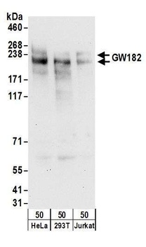 Rabbit GW182 Antibody