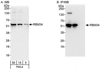 Rabbit RBM34 Antibody