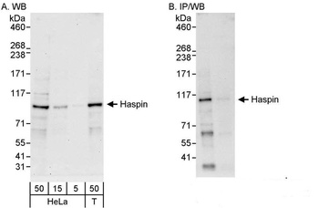 Rabbit Haspin Antibody