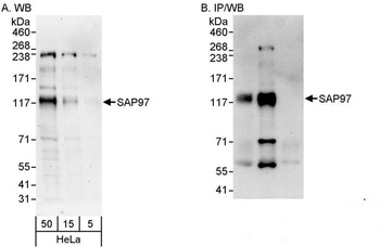 Rabbit anti-SAP97 Antibody