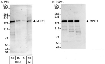 Rabbit MINK1 Antibody