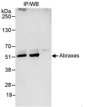 Rabbit Abraxas Antibody
