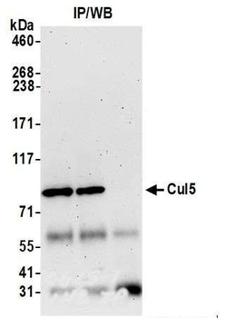 Rabbit Cul5 Antibody