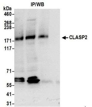 Rabbit CLASP2 Antibody