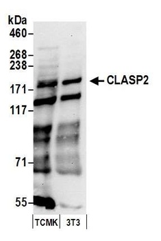 Rabbit CLASP2 Antibody