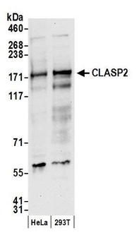 Rabbit CLASP2 Antibody