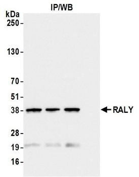 Rabbit RALY Antibody