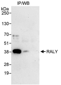 Rabbit RALY Antibody