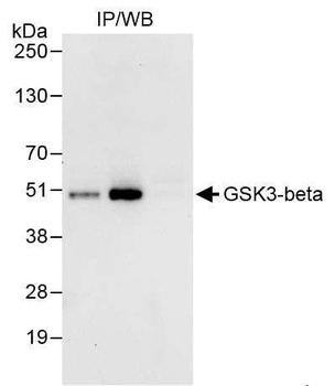 Rabbit GSK3-beta Antibody